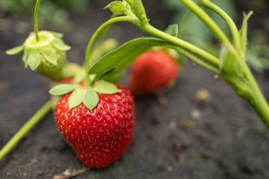 Çiftlikteki bitkiden sarkan kırmızı çilekler.