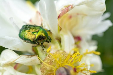 A bronze beetle Cetonia aurata on a flower of a forest plant. The bronze beetle feeds on flowers of wild and cultivated plants. clipart