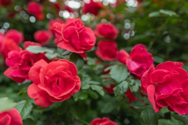 Bahçedeki kırmızı güller yakın.