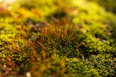Tohum kapsüllü yosun, spor kapsülleri, doğal anıt makro fotoğraf, yakın plan..