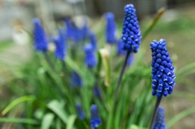 Muscari Lindsay sahasının arka planında çimenler var.