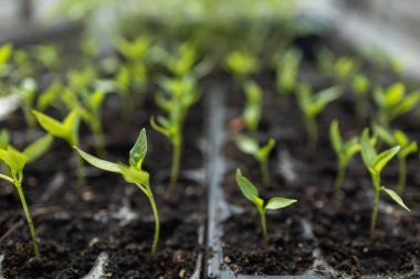 Güneşli bir pencere pervazında plastik bir tepside büyüyen domates tohumları. Bir bahçıvan için tohumdan sebze yetiştirmek en büyük meydan okumadır..