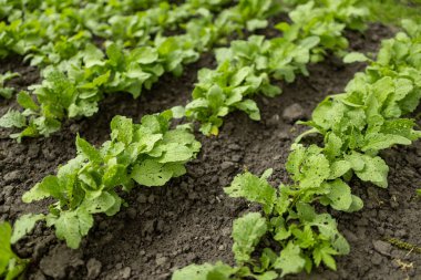 Serada turp yetiştirme hatları, verimli topraklarda hasat için hazır turp bitkileri..