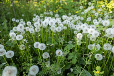 Beyaz tüylü karahindiba, doğal yeşil bahar arka planı, seçici odak.