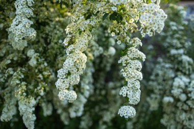 Bahar bahçesinde Spiraea Vanhouttei 'nin çiçekli dalları.