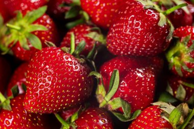 Taze toplanmış çileklerin arka planı, tam üstte..