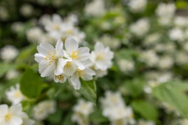 Yaz günü çiçek açan yasemin çalısı. Bahar bahçesinde çiçek açan Yasemin çiçekleri. Doğada güzellik.