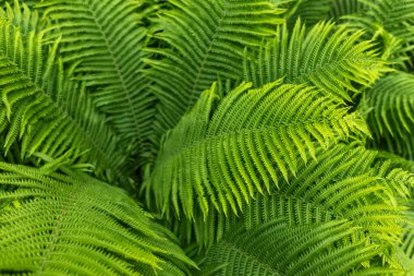 Beautiful fern leaf texture in nature. Natural ferns blurred background. Fern leaves Close up. Fern plants in forest. Background nature concept.