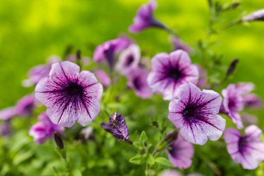 flower arrangement of purple petunias with dark veins and white calibrachoa in the garden.