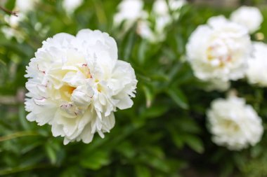 Paeonia lactiflora cultivar Casablanca 'nın beyaz çifte çiçeği. Bahçede çiçek açan şakayık.