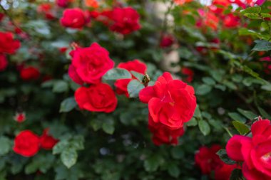 Bahçedeki kırmızı güller yakın.