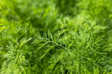 Taze yeşil dereotlu arka plan. taze yeşil dereotu dokusu