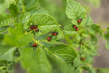Colorado patates böceği, ayrıca Colorado böceği, on çizgili mızrak, on çizgili patates böceği veya patates böceği olarak da bilinir.