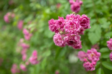 Arka plandaki gül çiçeği gül bahçesindeki pembe güller bulanık. Doğa.