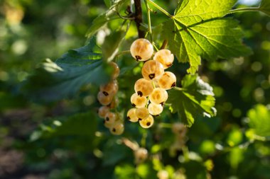 Bahçede yetişen üzümlü üzümler.