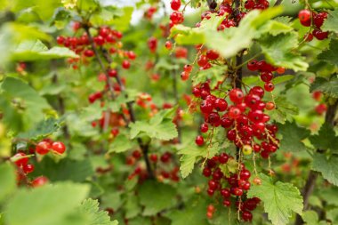Kırmızı frenk üzümü bahçedeki bir çalılıkta yetişir. Arka plan olarak olgun kırmızı frenk üzümü. Doğa kavramı, organik gıda ve bahçe işleri..