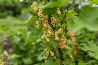 Yaz mevsiminde üzümlü üzümlü üzümlü üzümlü üzümlü üzümlü.