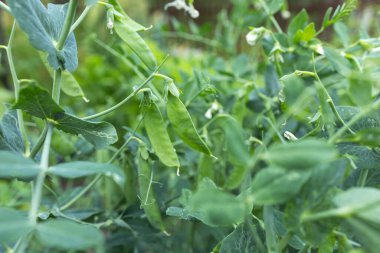 Green peas in the summer garden. Growing vegetables.