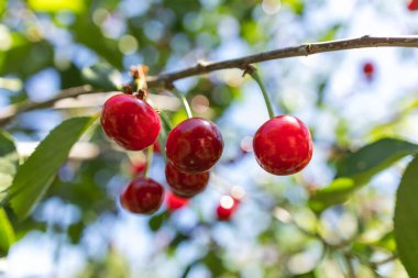Bahçedeki bir ağacın üzerinde olgunlaşmış kiraz dalı.