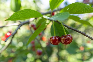 Bahçede olgun kiraz. Yeşil yapraklı kırmızı böğürtlen ağacı.