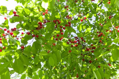 Bahçede olgun kiraz. Yeşil yapraklı kırmızı böğürtlen ağacı.