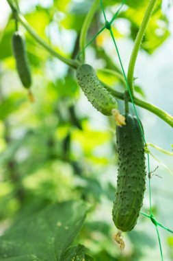 Yeşil salatalıklar serada yetişir, yakın plan. Organik gıda tarım kavramı. Markalaşma, takvim, kartpostal, duvar kağıdı, poster, afiş, web sitesi için salatalık ve salatalık yedeği.