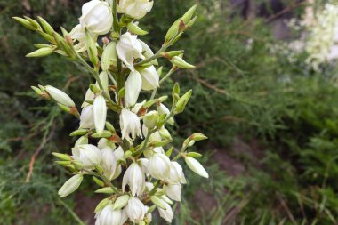 Yucca filamentosa, kuşkonmaz familyasından bir bitki türü..