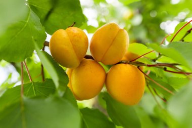 Taze, organik, olgun kayısı dalı.