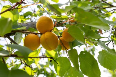 Bir grup olgun kayısı güneş ışığında dallanır..