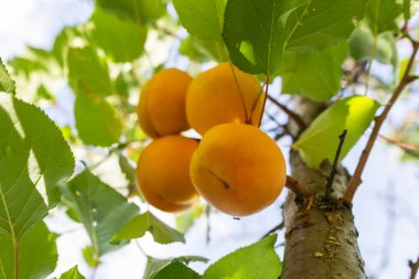 Bir grup olgun kayısı güneş ışığında dallanır..