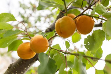 Kayısı toplama. Meyve bahçesinde yaprakları olan bir dalda kayısı ağacının olgun meyveleri..
