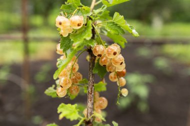Yağmurdan sonra yaz mevsiminde, üzümlü bir çalıda olgun beyaz üzümler..