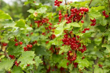 Yeşil arka plandaki bir bahçede olgun kırmızı frenk üzümü dalı.