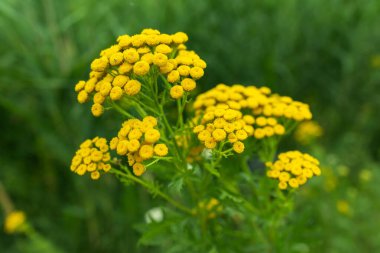 Tansy Tanasetum vulgare 'nin parlak sarı çiçekleri tamamen çiçek açmış.,