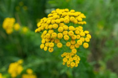 Tansy Tanasetum vulgare 'nin parlak sarı çiçekleri tamamen çiçek açmış.,