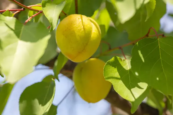 stock image Green apricots ripen in the sun in the garden.