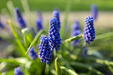 Muscari Lindsay sahasının arka planında çimenler var.