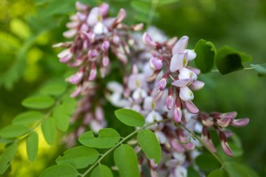 Ağaçta pembe akasya çiçekleri açar..
