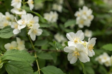 Baharda güzel yasemin çiçekleri açar. Yasemin çiçeği olan bir arka plan. İlham verici doğal bahar çiçekleri çiçek açan bahçe ya da park. Çiçek sanat tasarımı. Aromaterapi kavramı