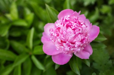 Beyaz ve pembe taç yapraklı şakayık çiçeği çiçek açmış. Bilimsel adı Paeonia lactiflora.