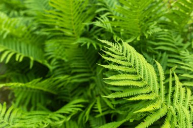 Beautiful fern leaf texture in nature. Natural ferns blurred background. Fern leaves Close up. Fern plants in forest. Background nature concept.