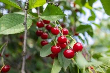 Ağaç dalında taze ve lezzetli kırmızı kirazlar ve meyve bahçesinde hasat için yeşil yapraklar..