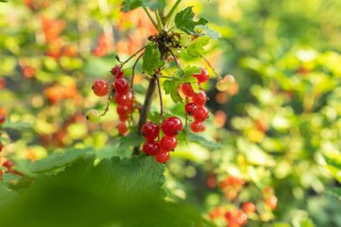 Frenk üzümü, güneşli bahçede yetişir. Kırmızı frenk üzümü yaz tarlasında yetişir. Güneşli bahçede üzümlü üzümler.