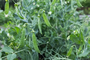 Bahçedeki bezelye bitkilerinin üzerinde taze yeşil bezelye kabukları. Açık havada büyüyen bezelyeler ve bulanık arka plan.