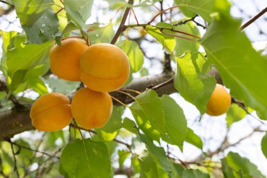 Aydınlık bir yaz gününde bahçede bir ağaçta bir sürü kayısı meyvesi. Organik meyveler. Sağlıklı yiyecekler. Olgun kayısılar.