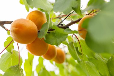 Bir grup olgun kayısı güneş ışığında dallanır..