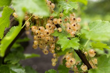 Yağmurdan sonra bahçede bir dalda kuşüzümü.