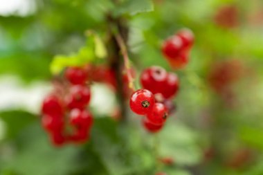 Yaz bahçesinde olgun kırmızı frenk üzümü. Ribes Rubrum bitkisi ve olgun kırmızı böğürtlen.