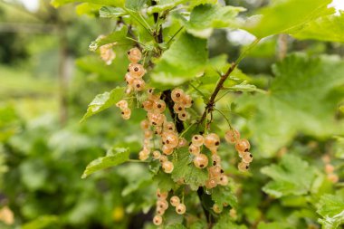 Bahçedeki bir dalda akasya üzümü. Yaklaş.