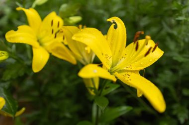 Sarı Lilly çiçeğinin yakın çekimi, ya da yeşil yapraklı Lillium. Yaprak ve yaprakların üzerinde küçük çiy damlaları var. Ön planda seçici odak, arka planda bulanık. Bahçecilik, çiçekçilik, hobi..